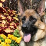Cancer and Your Dog - What You Should Know - What You Can Do