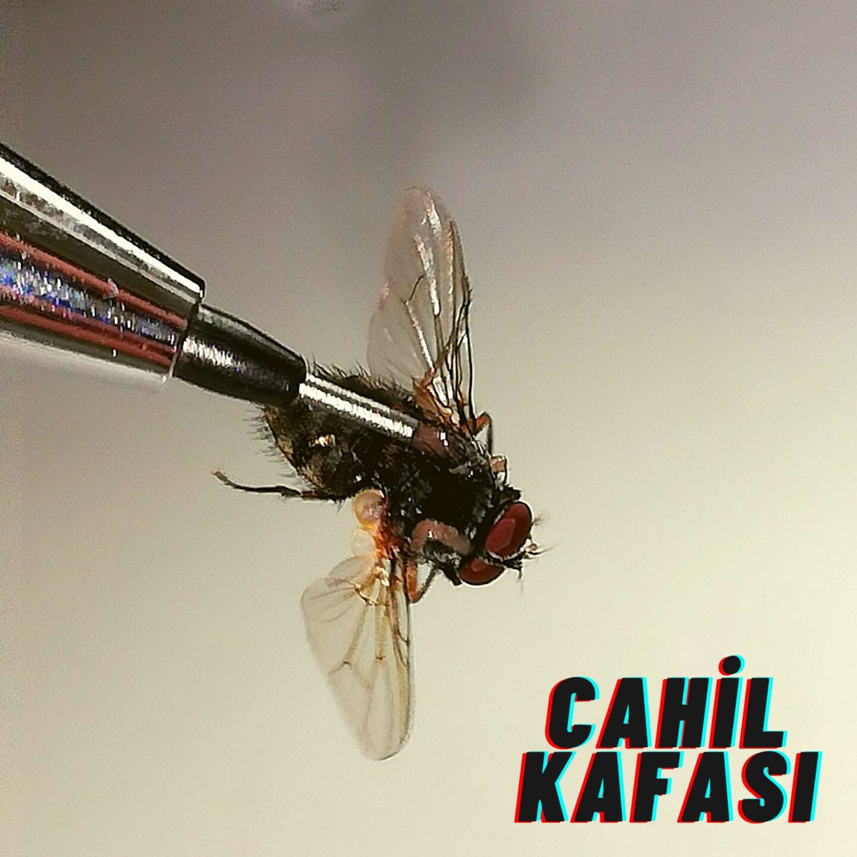 Cahil Kafası