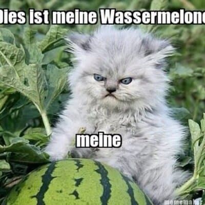 david.wilhelm