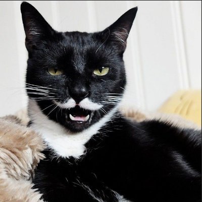 MeowToshi C.