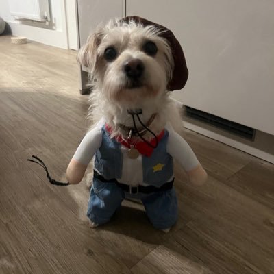 Cowboy d.