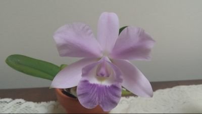 Marie D.